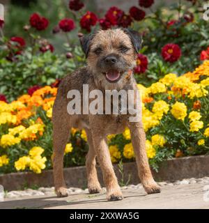 Border Terrier im Garten im Sommer Stockfoto