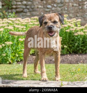 Border Terrier im Garten im Sommer Stockfoto