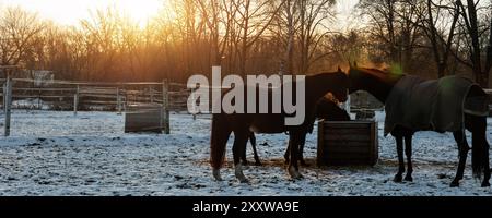 Malerische Aussicht zwei Pferde in Deckteppichen essen auf Schnee Winter kalte Fahrerlager auf dem Bauernhof gegen dampfenden Strohhaufen von Dung am warmen Sonnenuntergang Abend. Szene Stockfoto