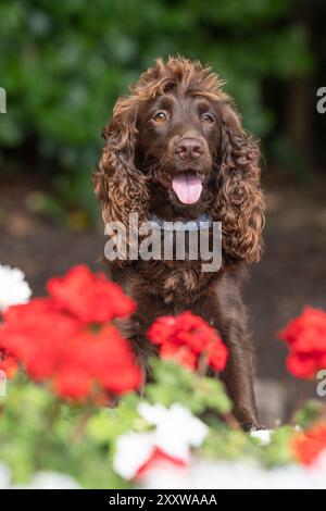 Schokoladenfunktionierender englischer Cocker Spaniel Hund im Garten Stockfoto