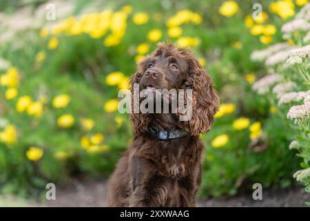 Schokoladenfunktionierender englischer Cocker Spaniel Hund im Garten Stockfoto