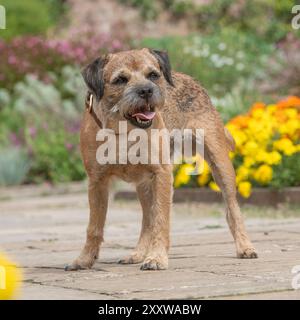 Border Terrier Hund steht im Garten an einem heißen, sonnigen Tag mit Blumenbeeten dahinter Stockfoto