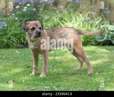 Border Terrier Hund Stockfoto