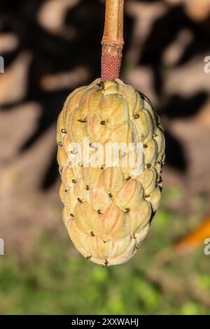 Samenpode der südlichen Magnolie Stockfoto