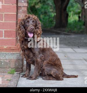 Schokoladenfunktionierender englischer Cocker Spaniel Hund im Garten Stockfoto
