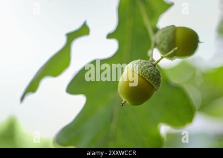 Junge grüne Eicheln zwischen den Blättern auf einer Eiche, die Samen sind kleine Wunder der Natur mit der nächsten Waldgeneration, Kopierraum, Auswahl Stockfoto
