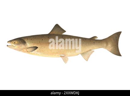 Der Atlantische Lachs (Salmo salar) Farb-Lithographischer Fisch-Druck von Sherman Foote Denton Stockfoto