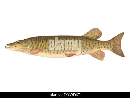 Lithographischer Fish Print von Sherman Foote Denton Stockfoto