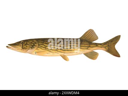 Lithographischer Fish Print von Sherman Foote Denton Stockfoto