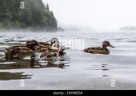 Grainau, Deutschland. August 2024. Nebelwolken ziehen über den Eibsee, wo Enten schwimmen. Nach Angaben des Deutschen Wetterdienstes wird es auch in Südbayern am 27.08.2024 sehr bewölkt sein und erst im Laufe des Tages aufklären. Die Temperaturen erreichen etwa 23 Grad. Vermerk: Frank Hammerschmidt/dpa/Alamy Live News Stockfoto