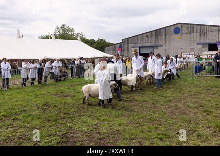 Royal Bath and West Show Sheep Being Jury, Royal Bath and West Showground, Shepton Mallet, Somerset, England, Großbritannien Stockfoto