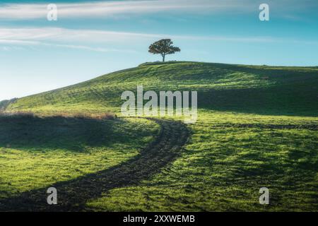 Einsamer Baum auf einem Hügel im Val d'Orcia. Pienza, Provinz Siena, Region Toskana, Italien Stockfoto