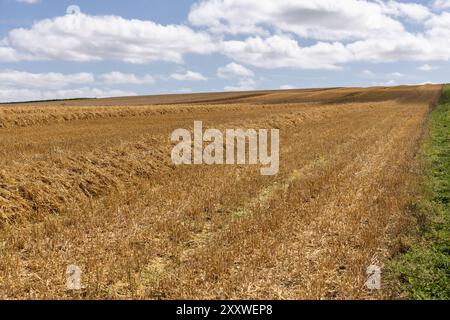 Blick auf die ländliche Landschaft und die Getreidefelder vom Weg zum West Kennet Long Barrow, Wiltshire, England, Großbritannien Stockfoto