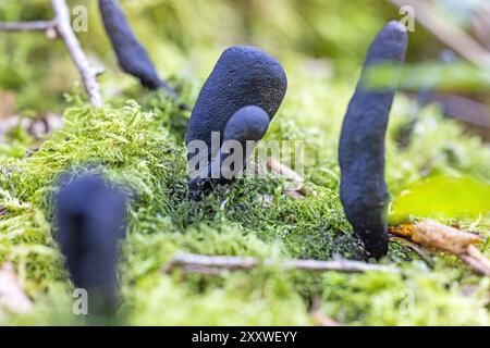 Nahaufnahme von schwarzen toten Fingerpilzen auf einem moosbedeckten Stamm bei Tageslicht Stockfoto