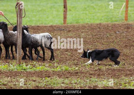 Border Collie Schäferhund arbeitet mit einer Schafherde Stockfoto