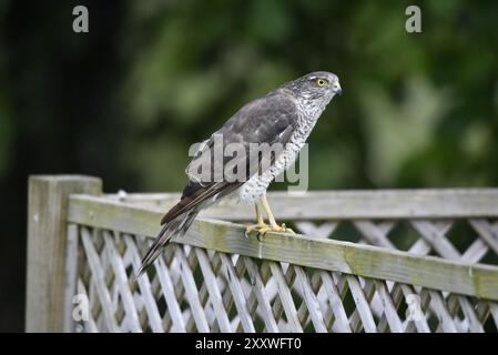 Nahaufnahme eines weiblichen eurasischen Sparrowhawk (Accipiter nisus) auf dem Trellis mit einem fokussierten Ausdruck, der an der Kamera vorbeiblickt, aufgenommen in Großbritannien Stockfoto