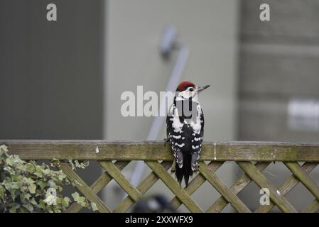 Jungspecht (Dendrocopus Major), oben auf dem Zaun, mit Ansicht der Rückenmarkierungen und Kopf nach rechts vom Bild, in Großbritannien Stockfoto