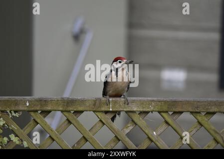 Jugendspecht (Dendrocopus Major) auf einem Holzzaun, mit dem Kopf nach rechts vom Bild gerichtet, aufgenommen in Großbritannien Stockfoto