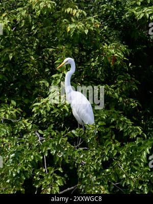 Der schöne große Weißreiher ist ein großes Mitglied der Reiherfamilie, mit langen Beinen, weißem Gefieder und einem schlanken Körper. In einem Baum. Stockfoto