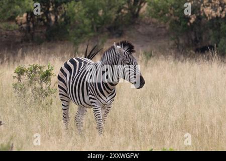 Burchell's Zebra im Hwange-Nationalpark, Simbabwe Stockfoto