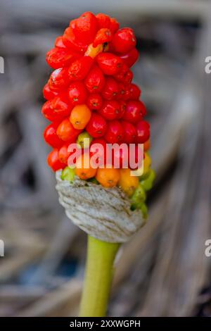 Italienische Herren und Damen, eine sehr häufige Art von Wildblumen Stockfoto