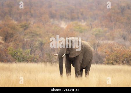 Afrikanischer Elefant im Busch. Ruhiger Elefant während einer afrikanischen Safari. Tiere, deren Gefährdung durch Wilderer besteht. Stockfoto