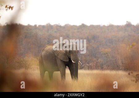 Afrikanischer Elefant im Busch. Ruhiger Elefant während einer afrikanischen Safari. Tiere, deren Gefährdung durch Wilderer besteht. Stockfoto