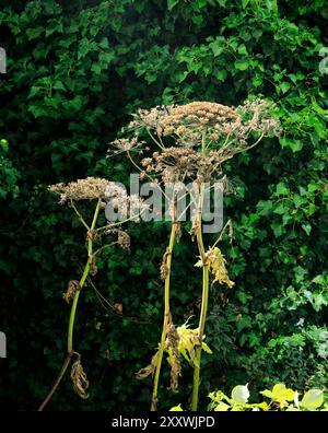 Samenkopf, Giant Hogweed (Heracleum mantegazzianum), auf der Mülldeponie, Cardiff, Südwales. Stockfoto