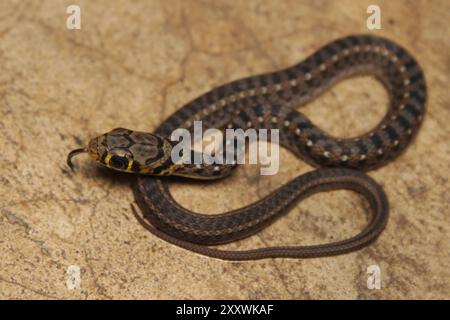 Frisch geschlüpfter, gestreifter Keelback (Amphiesma stolatum) Stockfoto