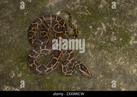 Burmesische Python (Python bivittatus) subadulte. Stockfoto