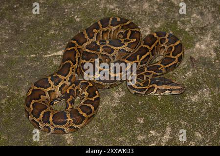 Burmesische Python (Python bivittatus) subadulte. Stockfoto