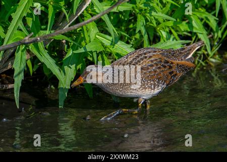 Gefleckte Crake (Porzana porzana / Ortygometra porzana), die im Sommer in Sumpfgebieten auf der Suche sind Stockfoto