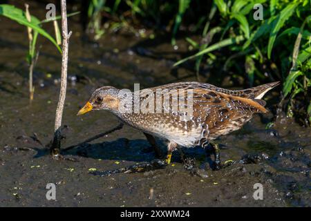 Gefleckte Crake (Porzana porzana / Ortygometra porzana), die im Sommer in Sumpfgebieten auf der Suche sind Stockfoto