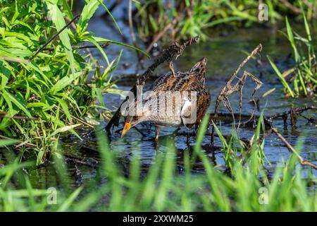 Gefleckte Crake (Porzana porzana / Ortygometra porzana), die im Sommer in Sumpfgebieten auf der Suche sind Stockfoto