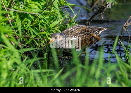 Gefleckte Crake (Porzana porzana / Ortygometra porzana), die im Sommer in Sumpfgebieten auf der Suche sind Stockfoto