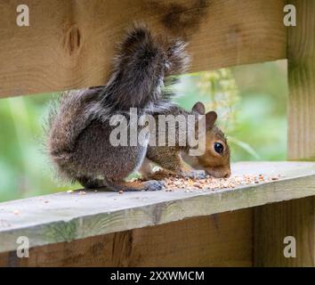 Graues Eichhörnchen (Scirius carolinensis) Stockfoto