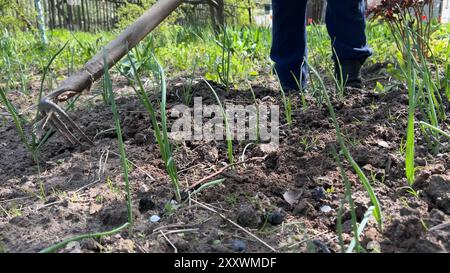 Großmutter im Dorf jätet Zwiebeln im Gemüsegarten. Stockfoto