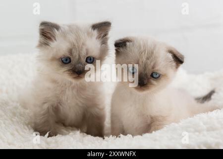 Zwei süße, schöne, blaue Augen, spitze Kätzchen sitzen auf einer weißen flauschigen Decke Stockfoto