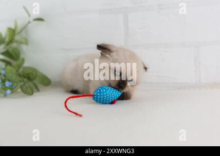 Ein blauäugiges Kätzchen in der Punktfarbe spielt mit einem blauen Mausspielzeug Stockfoto