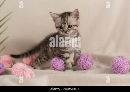 Ein gestreiftes Kätzchen spielt auf dem Sofa mit einem Karo mit Kugeln aus Wollflieder Stockfoto