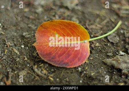 Die Herbstfarben fallen auf den Boden. Selektiver Fokus auf Blatt. Stockfoto