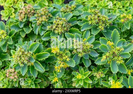 Sukkulente Familie Crassulaceae. Phedimus aizoon. Wunderschöner grüner Pflanzenhintergrund. Stockfoto