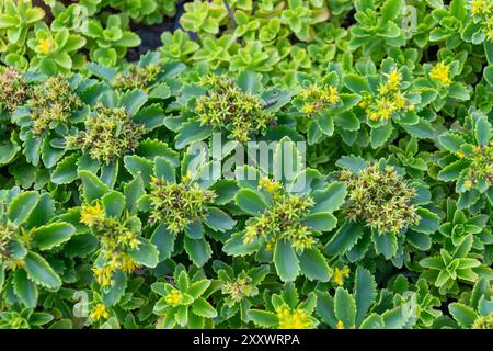 Sukkulente Familie Crassulaceae. Phedimus aizoon. Wunderschöner grüner Pflanzenhintergrund. Stockfoto