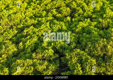 Juniperus sabina, der Wilde wacholder, Savin. Grüner Nadelhintergrund. Stockfoto