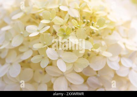 Weißer Blumenhintergrund. Schöne weiße Blumen Hortensie paniculata, Panicle Hortensie im Garten, Nahaufnahme. Stockfoto