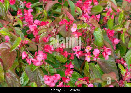 Schöne rosa Blumen von Begonia coccinea, Nahaufnahme. Der scharlachrote Begoni. Sommerblüte. Stockfoto