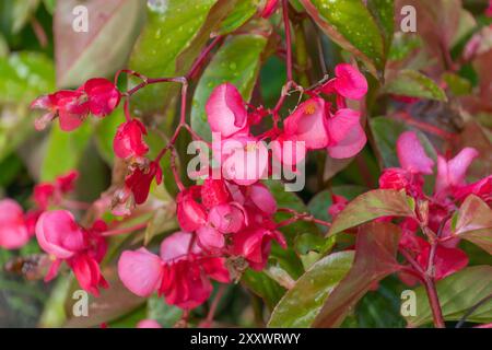 Schöne rosa Blumen von Begonia coccinea, Nahaufnahme. Der scharlachrote Begoni. Sommerblüte. Stockfoto