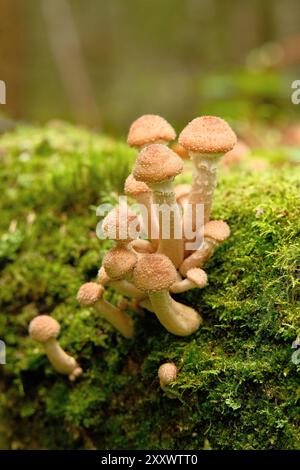 Eine Gruppe von Honig-Agarpilzen wächst auf Baumstämmen zwischen dem grünen Moos im Wald. Nahaufnahme wilder Speisepilze. Selektiver Fokus. Stockfoto