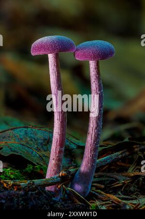 Laccaria amethystina, allgemein bekannt als Amethyst-Betrüger. Pilze aus nächster Nähe Stockfoto