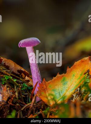 Laccaria amethystina, allgemein bekannt als Amethyst-Betrüger. Pilze aus nächster Nähe Stockfoto